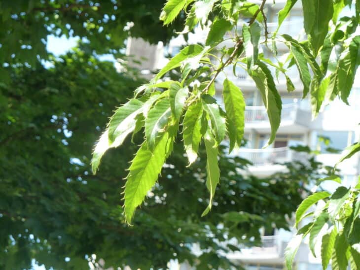 Sawtooth Oak - Quercus acutissima