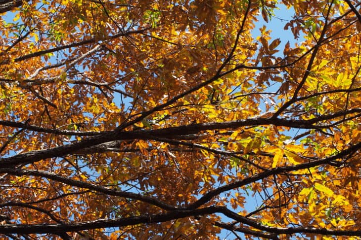 Sawtooth Oak - Quercus acutissima