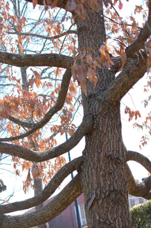 Sawtooth Oak - Quercus acutissima