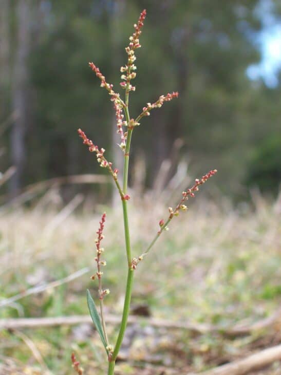 sheep_sorrel