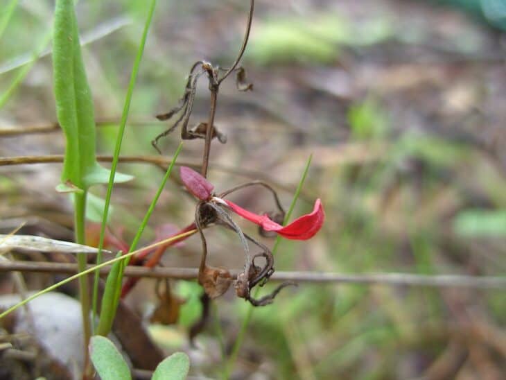 Sheep sorrel?