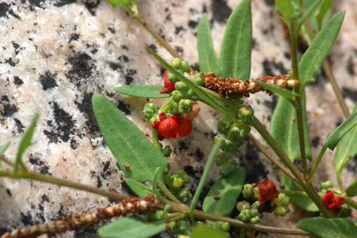 Sheep sorrel