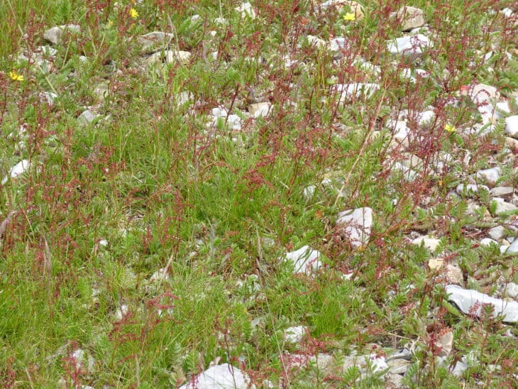 Sheep Sorrel