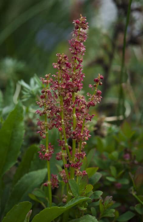 Sheep Sorrel