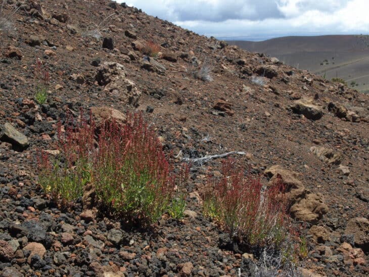 sheep sorrel, Rumex acetosella