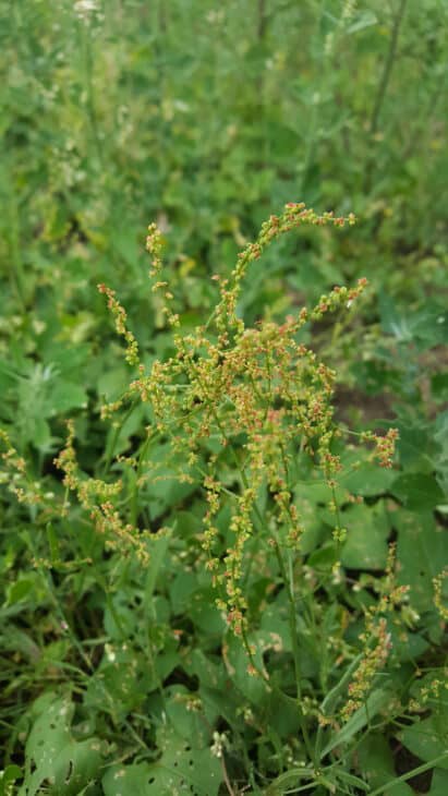 Sheep's Sorrel