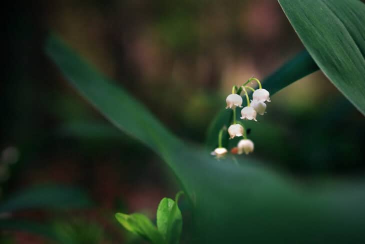 Shy Lily
