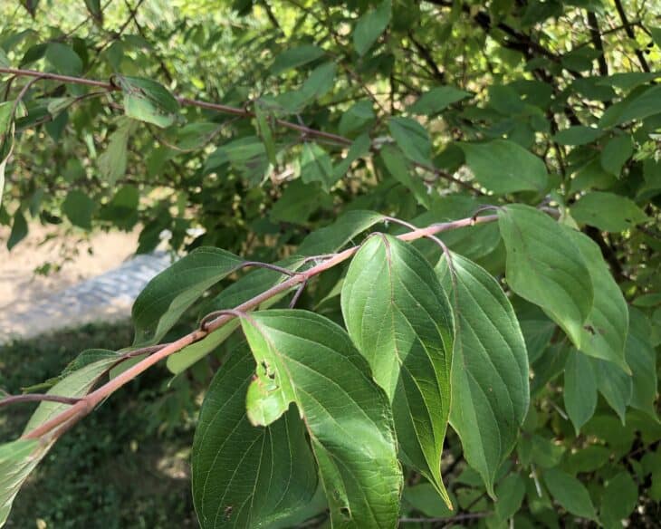 Silky Dogwood - Cornus amomum