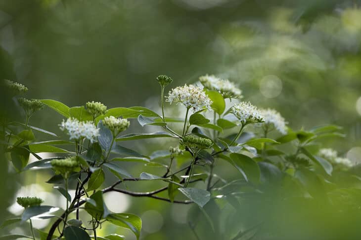 Silky Dogwood - Cornus amomum