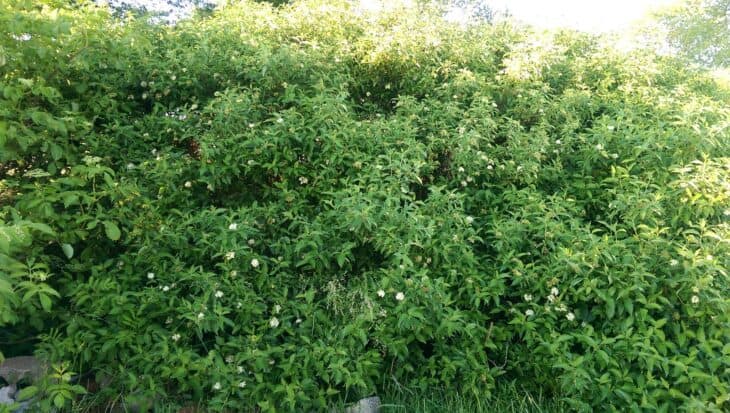 Silky Dogwood - Cornus amomum