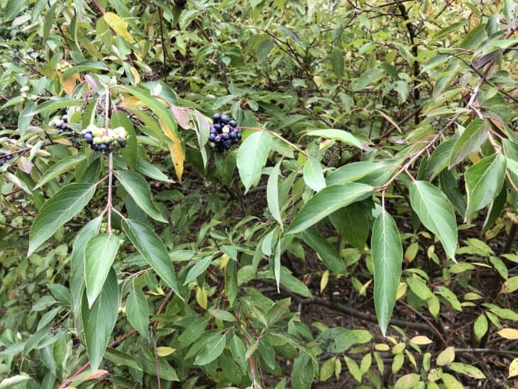 Silky Dogwood - Cornus amomum