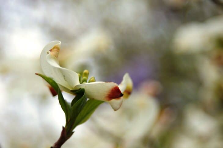 Silky Dogwood - Cornus amomum