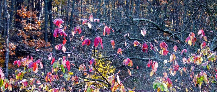 Silky Dogwood - Cornus amomum