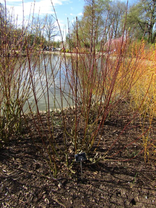 Silky Dogwood - Cornus amomum