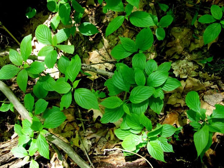 Silky Dogwood - Cornus amomum