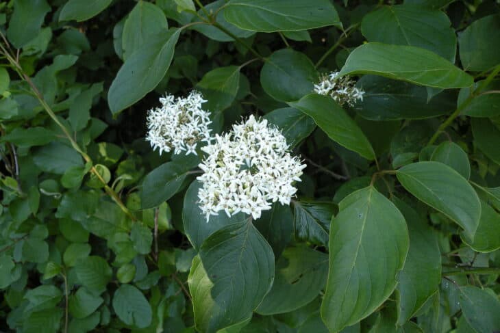 Silky Dogwood - Cornus amomum