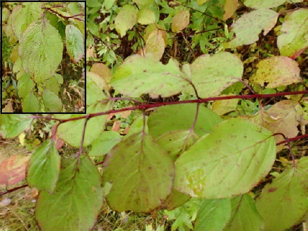 Silky Dogwood - Cornus amomum