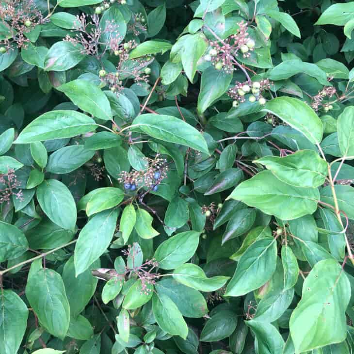 Silky Dogwood - Cornus amomum