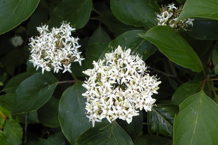 Silky Dogwood - Cornus amomum