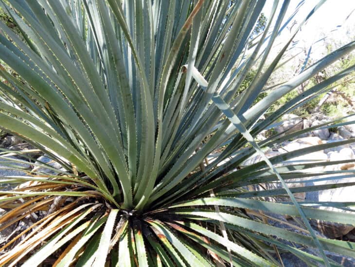 Sotol - Dasylirion spp.