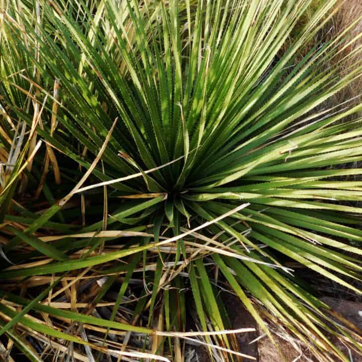 Sotol - Dasylirion spp.