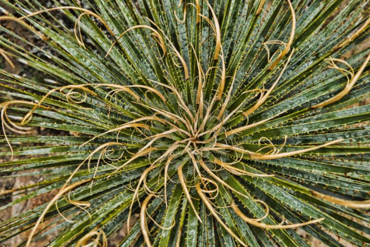 Sotol - Dasylirion spp.
