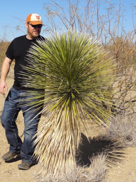 Sotol - Dasylirion spp.