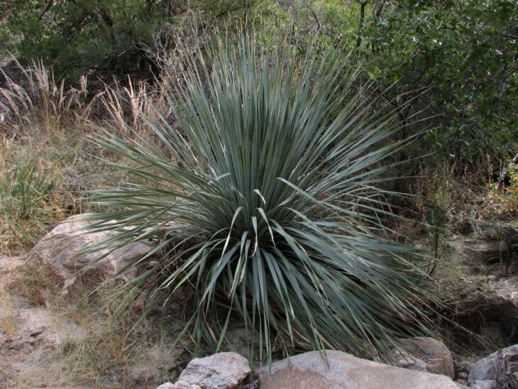 Sotol - Dasylirion spp.