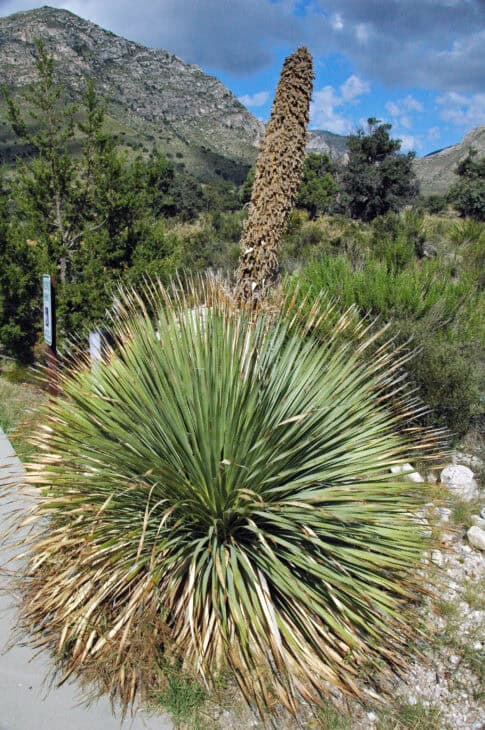 Sotol - Dasylirion spp.