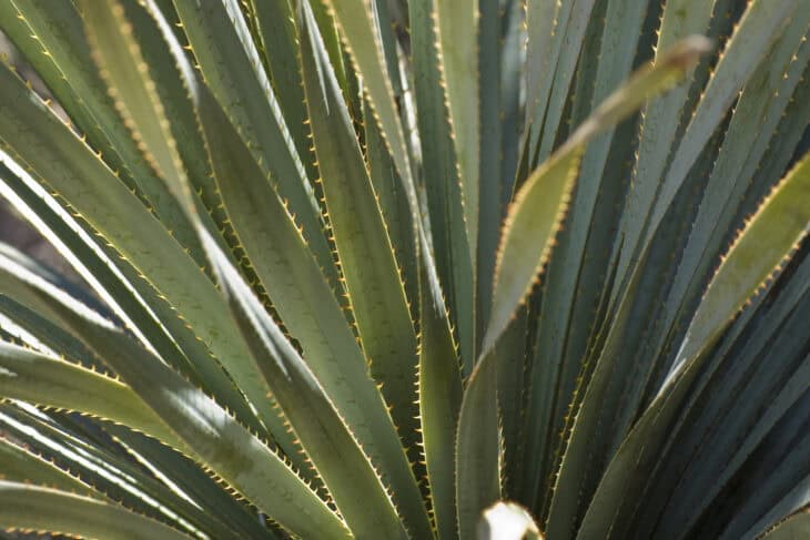 Sotol - Dasylirion spp.