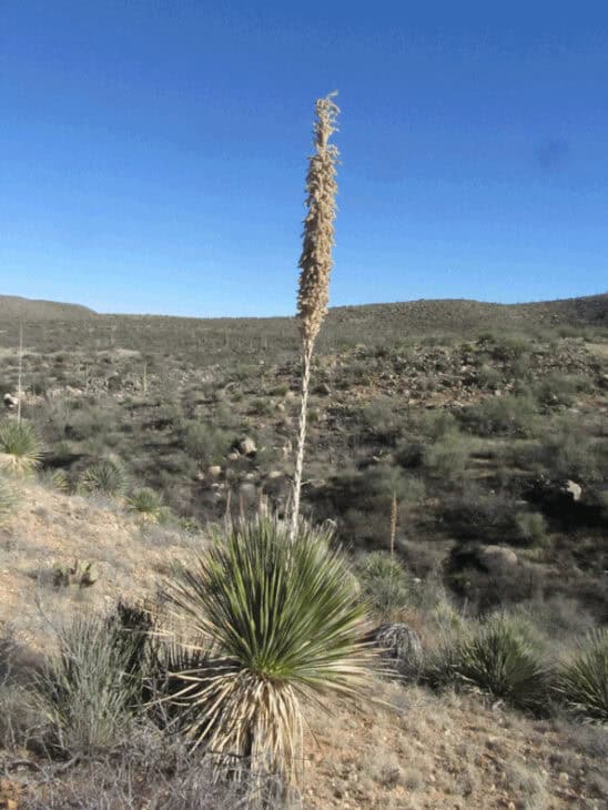 Sotol - Dasylirion spp.