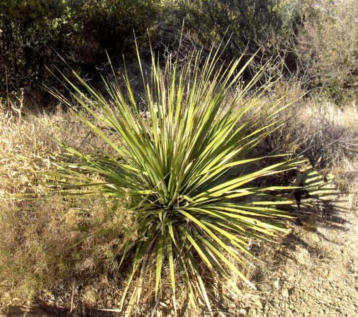 Sotol - Dasylirion spp.