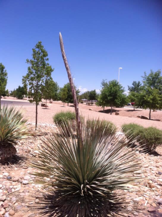 Sotol - Dasylirion spp.
