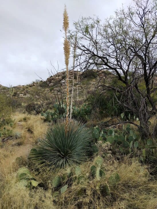 Sotol - Dasylirion spp.