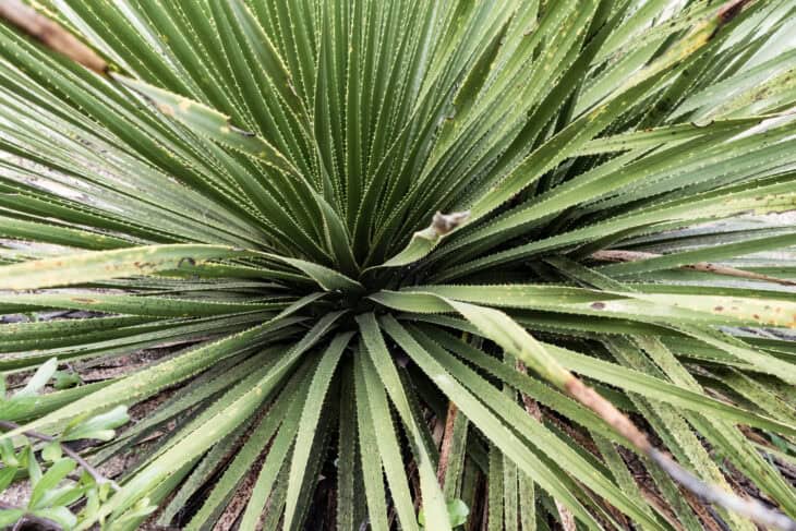 Sotol - Dasylirion spp.