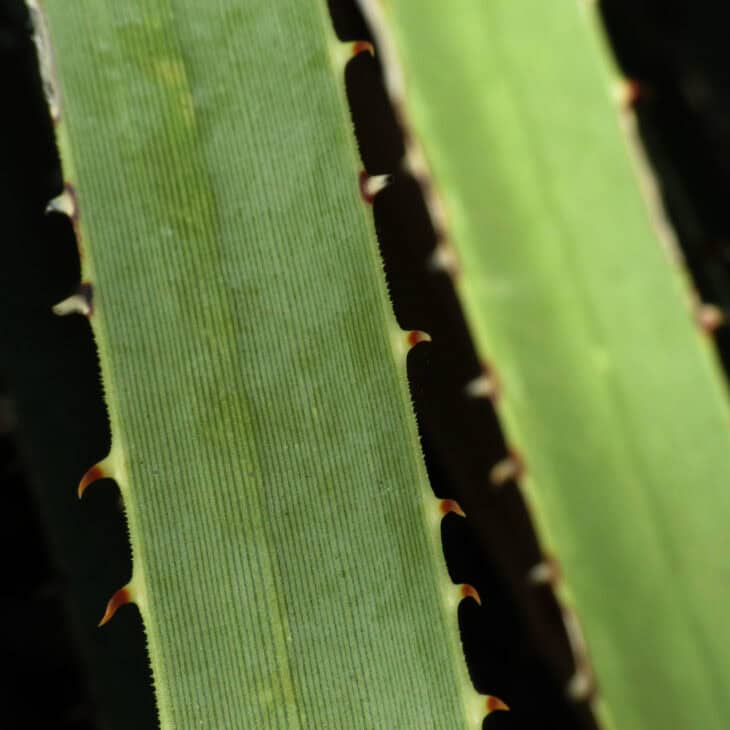 Sotol - Dasylirion spp.