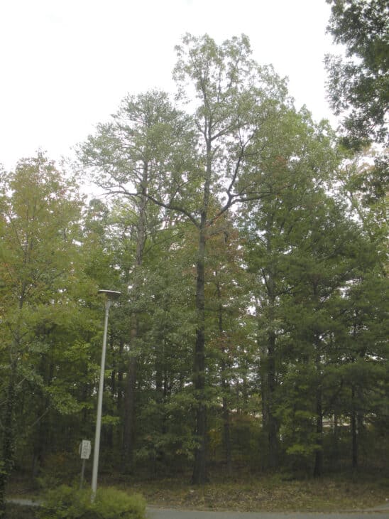 Southern Red Oak - Quercus falcata