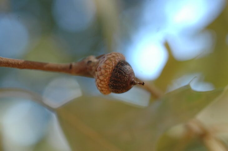 Southern Red Oak - Quercus falcata