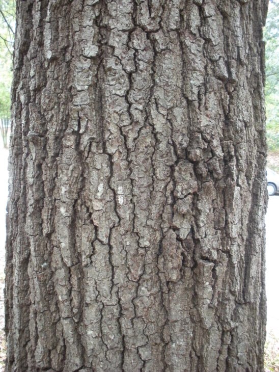 Southern Red Oak - Quercus falcata