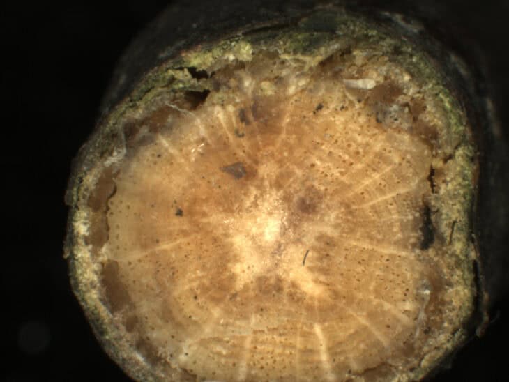 Southern Red Oak - Quercus falcata