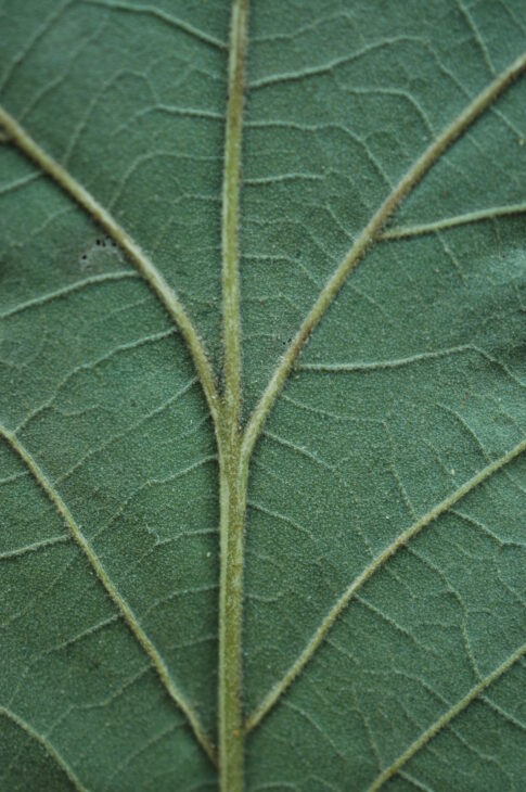 Southern Red Oak - Quercus falcata