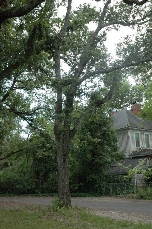Southern Red Oak - Quercus falcata