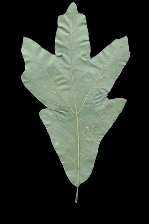 Southern Red Oak - Quercus falcata