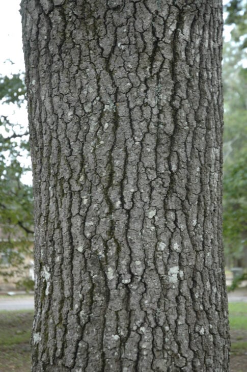 Southern Red Oak - Quercus falcata