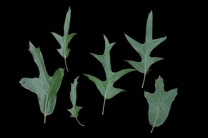 Southern Red Oak - Quercus falcata