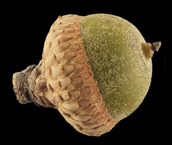 Southern Red Oak - Quercus falcata