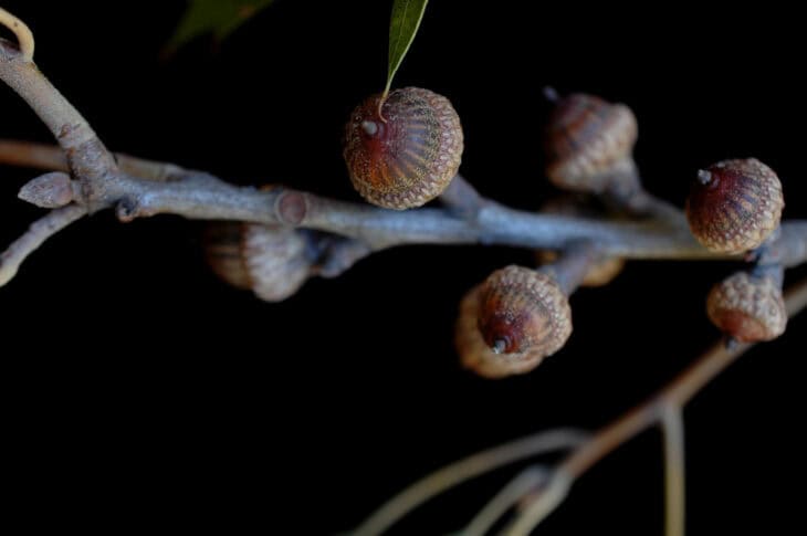 Southern Red Oak - Quercus falcata