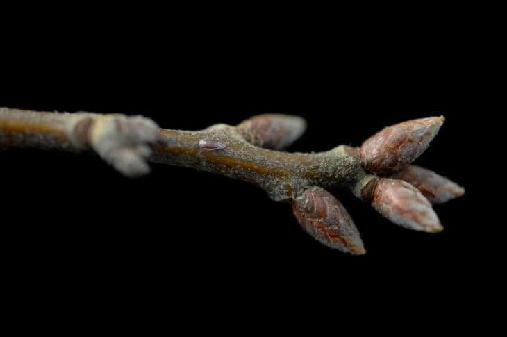 Southern Red Oak - Quercus falcata