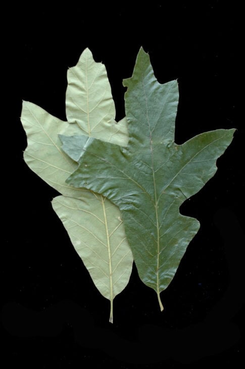 Southern Red Oak - Quercus falcata