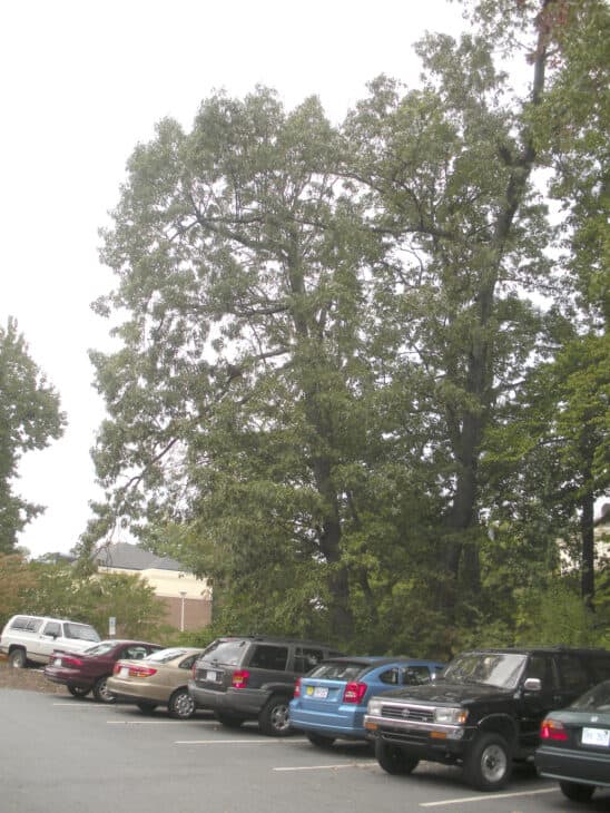 Southern Red Oak - Quercus falcata